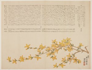 Rose jaune japonaise, ou Yamabuki, vers 1818-29